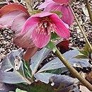 Helleborus Lem 100