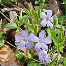 Vinca minor La Grave