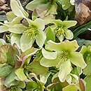 Helleborus ×nigercors Winter Passion