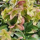 Helleborus Crystal Love