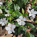 Vinca minor White Power