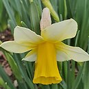 Narcissus Golden Echo