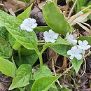 Omphalodes verna Alba