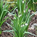 Leucojum aestivum Gravetye Giant