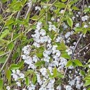 Prunus subhirtella Pendula