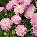 Bellis perennis Rose