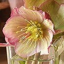 Helleborus ×iburgensis (ciemiernik iburgski)