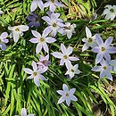 Ipheion uniflorum (ifejon jednokwiatowy)