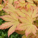 Acer palmatum Orange Dream