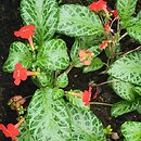 Episcia cupreata (episcja miedzianolistna)