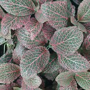 Fittonia albivenis Josan