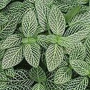 Fittonia albivenis (fitonia białożyłkowa)