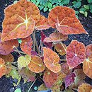 Begonia Autumn Ember