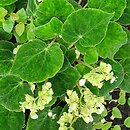 Begonia imperialis Smaragdina