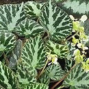 Begonia imperialis