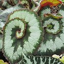 Begonia rex (begonia królewska)