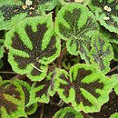 Begonia venosa