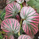 Begonia serratipetala