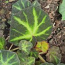 Begonia solimutata