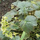 Begonia scabrida