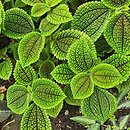 Pilea involucrata (pilea błyszcząca)