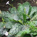 Ruellia blumei