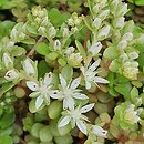 Sedum ternatum