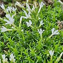 Phlox caespitosa ‘Colulei’