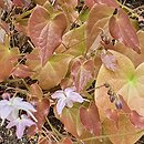 Epimedium ×youngianum Pink Star