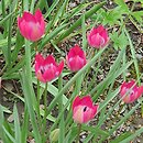 Tulipa Little Beauty