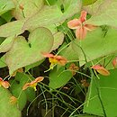 Epimedium ×warleyense Crange Konigin