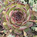 Sempervivum juretense