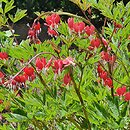 Dicentra spectabilis Valentine