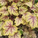 Heuchera Circus