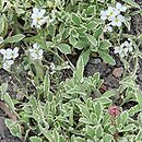 Arabis caucasica Variegata