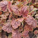 Heuchera Gauguin