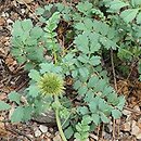 Acaena magellanica (acena wielkopręcikowa)