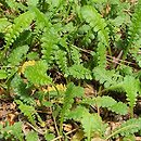 Leptinella dioica (kotula dwupienna)