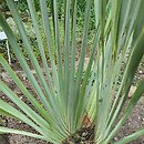 Phormium tenax (tęgosz mocny)