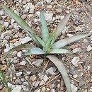 Agave xylonacantha