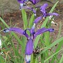 Iris sintensis (kosaciec Sintenisa)