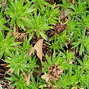 Saxifraga juniperifolia (skalnica jałowcowatolistna)