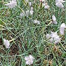 Dianthus monspessulanus (goździk montpeljański)
