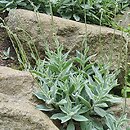 Hieracium tomentosum (jastrzębiec włosisty)