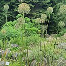 Allium altissimum (czosnek wysoki)