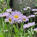 Erigeron caucasicus (przymiotno kaukaskie)