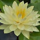 Nymphaea Perry's Double Yellow