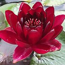 Nymphaea Black Princess