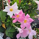 Mandevilla Rio Grande Pink