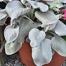 Senecio candicans Angel Wings